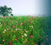 প্রধান মালীর গল্প প্রধান মালীর গল্প