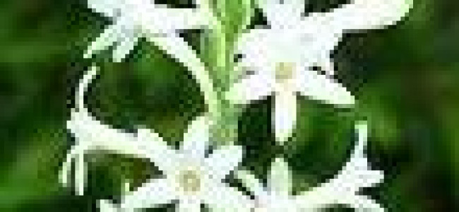 নক্ষত্র মানব নক্ষত্র মানব