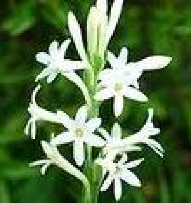 নক্ষত্র মানব নক্ষত্র মানব